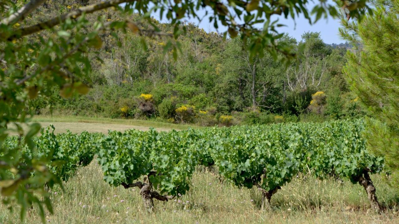 Gite Vigneron Du Domaine D'Alon Magrie Exterior foto